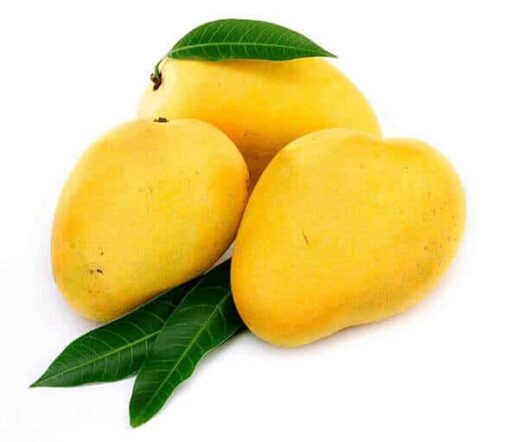 Sindhri best mangoes from farms of Pakistan