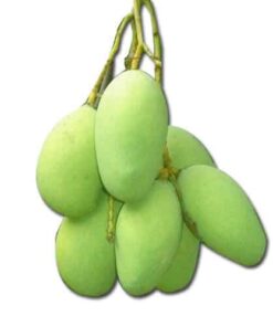 Raw mangoe for pickle Achar اچار